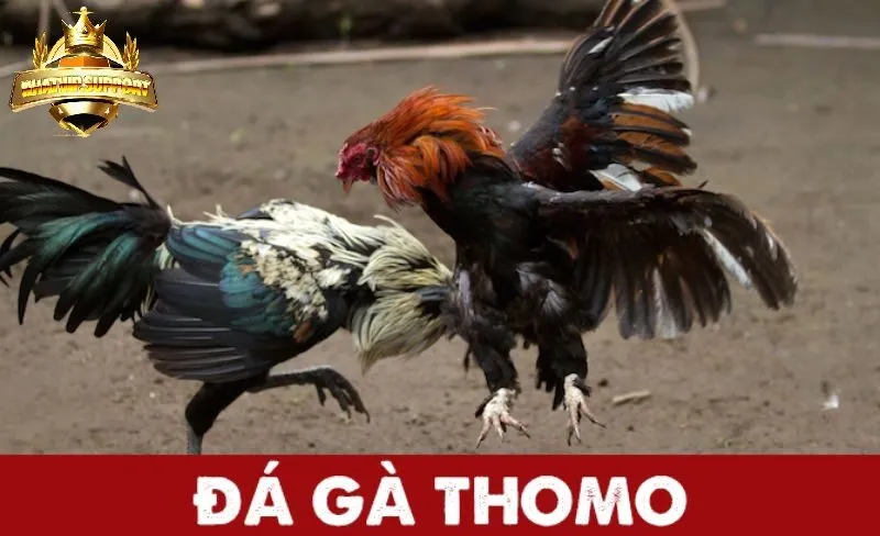 Giới thiệu về đá gà thomo nhatvip