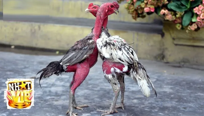 Kinh nghiệm Đá Gà Nòi thắng lớn tại NhatVip